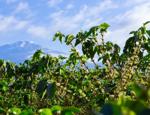 From Mbeya to Kilimanjaro, Tanzania’s Coffees are Stories of Geography