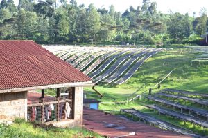 Kenya coffee smallholder farm