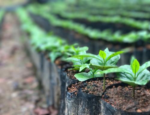 The Roasters’ Guide to Coffee Certifications