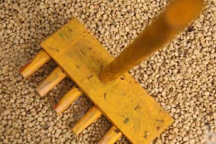 Green coffee drying