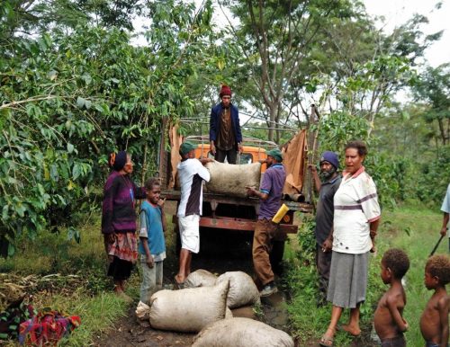 Buying coffee cherry in PNG.