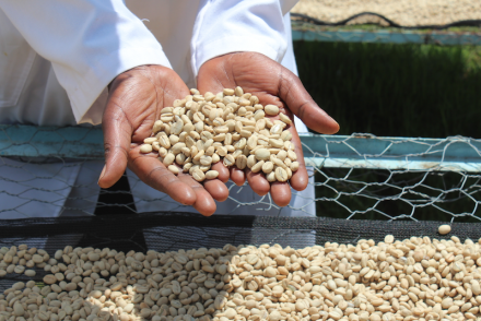 Coffee parchment drying in Kenya.