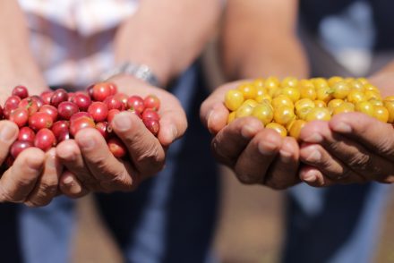 Serra do Salitre coffee cherries