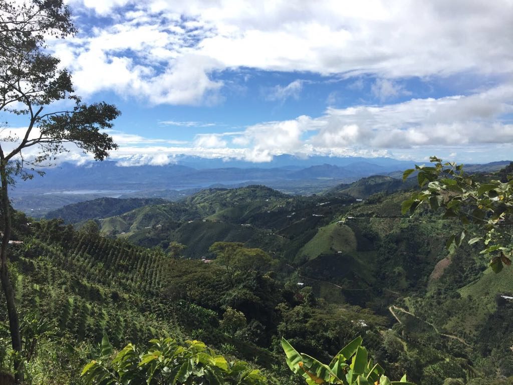 A coffee farm in Garzon, Colombia.