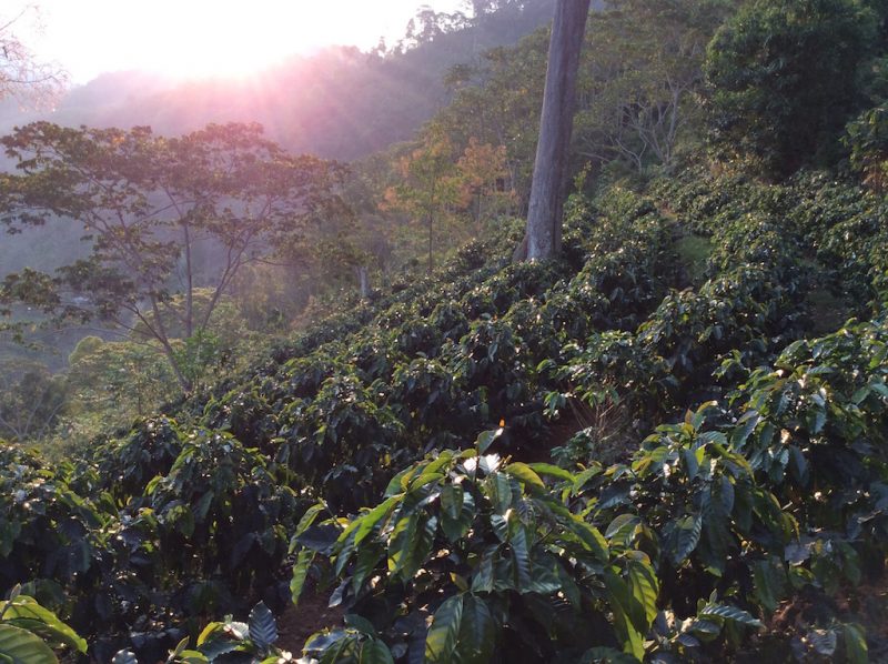 Producers in Cajamarca, Peru, contributed to both our Chasqui and Cafe Capili green coffees.