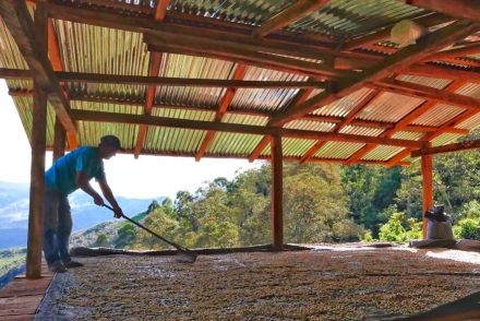 Drying coffee in Peru.