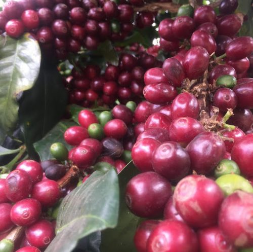 Cafe Capili Ripe coffee cherry in La Capilla, Peru