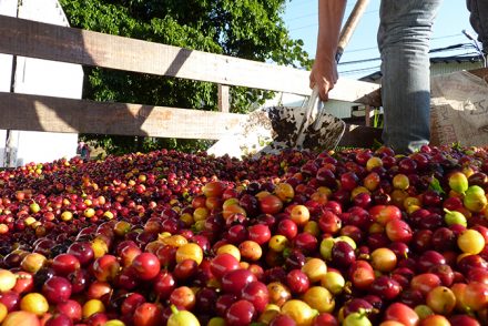 Costa Rca cherries