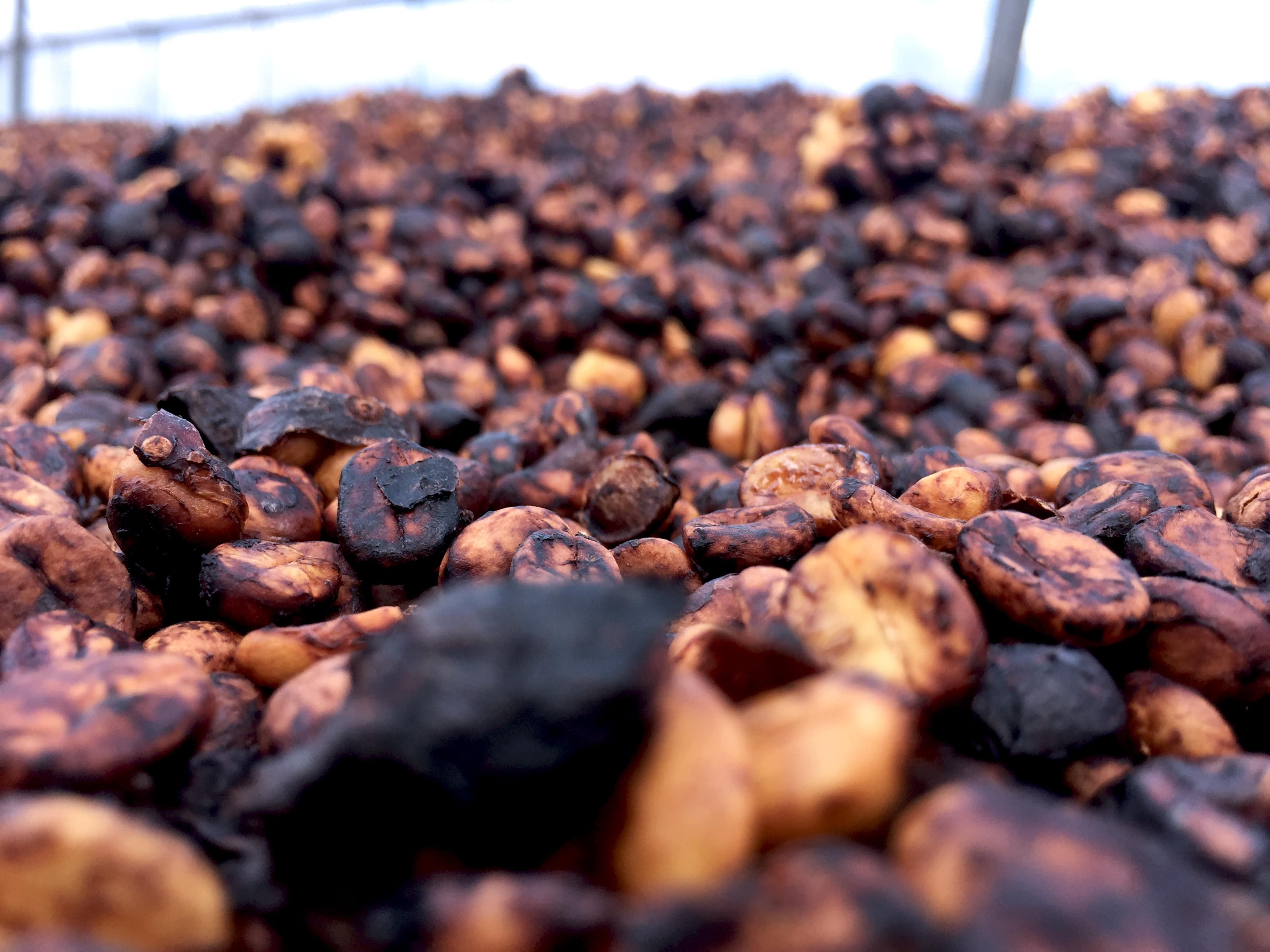 Black Honey Coffee From An Award Winning Farm Genuine Origin 