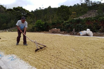 Fausto Martínez Fúnez - Honduras Comayagua Coffee Producer