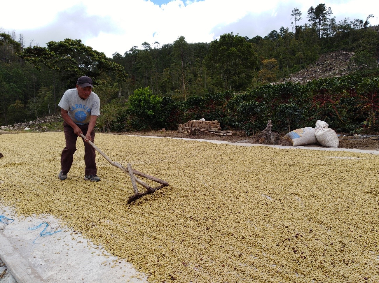 Fausto Martínez Fúnez - Honduras Comayagua Coffee Producer