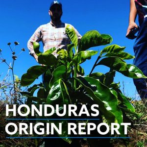 Honduras specialty coffee report