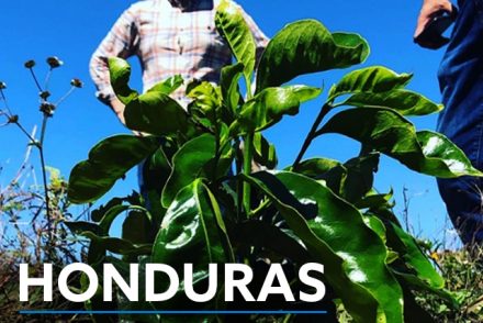 Honduras specialty coffee report