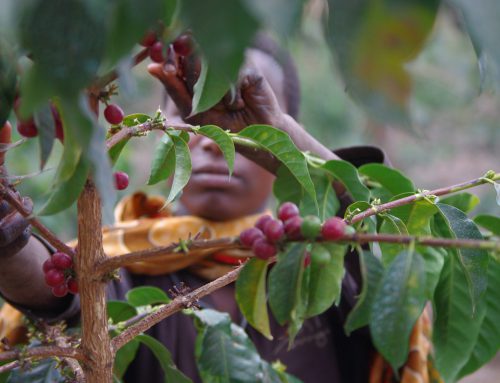 Tanzania Green Coffee Origin Report