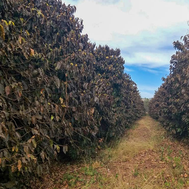 Frost damaged coffee field