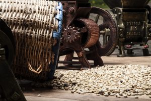 Colombia green coffee beans - spilled beans