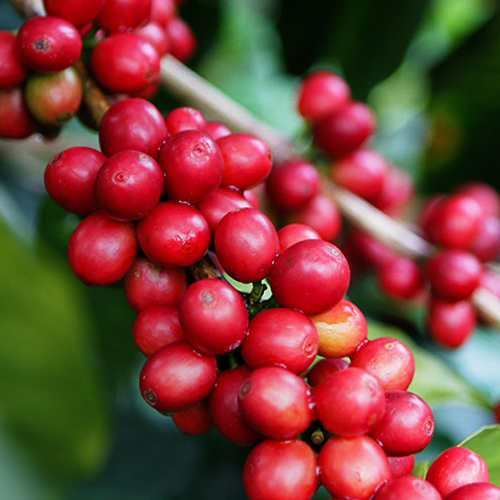 guatemala_coffee cherries