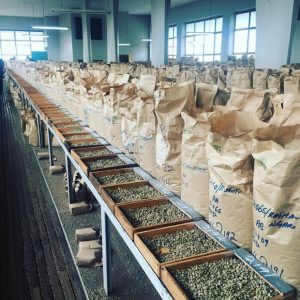 Green coffee samples at Kenya coffee exchange