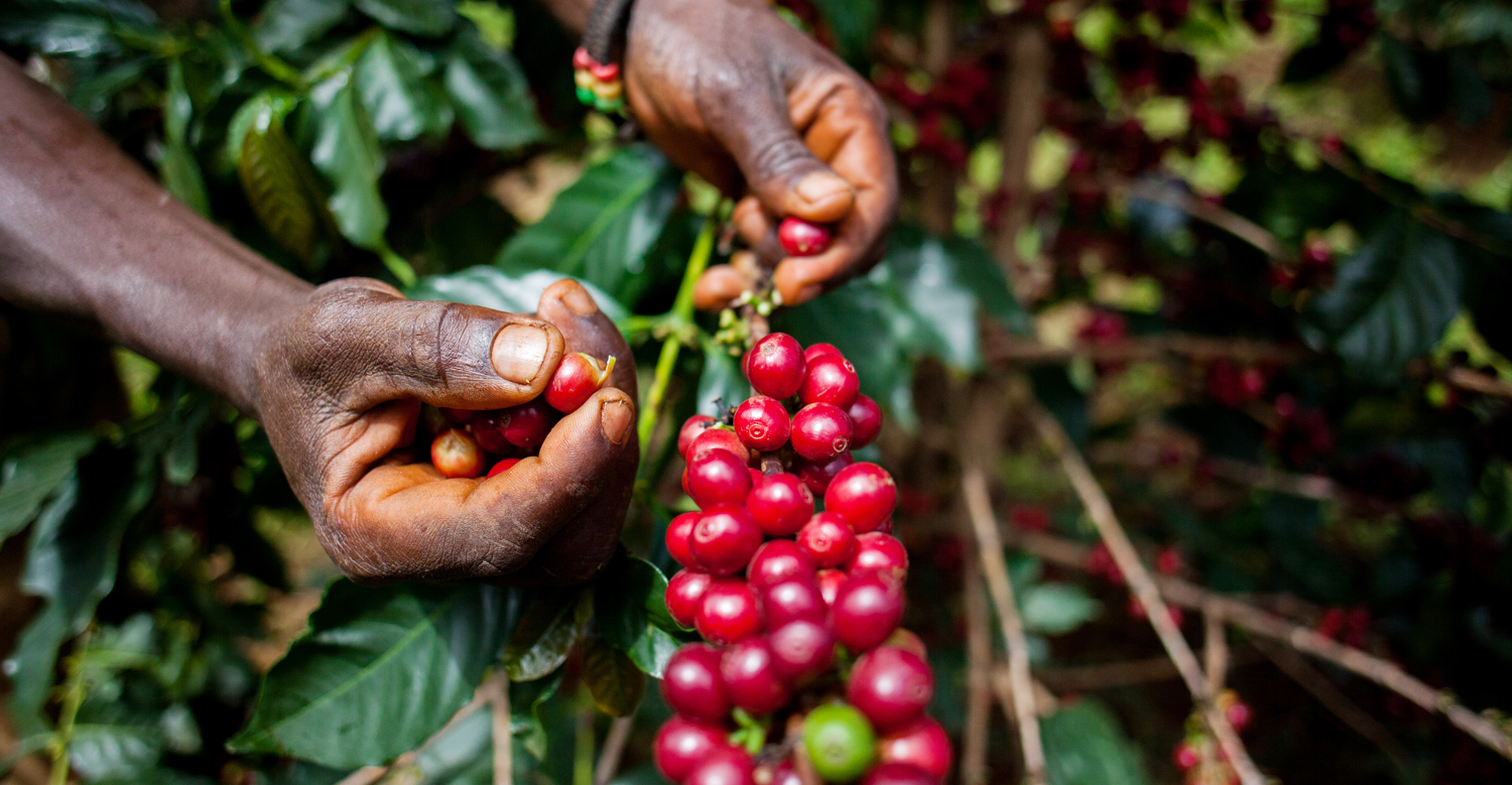 Picking coffee cherry in Uganda