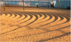 Green coffee drying