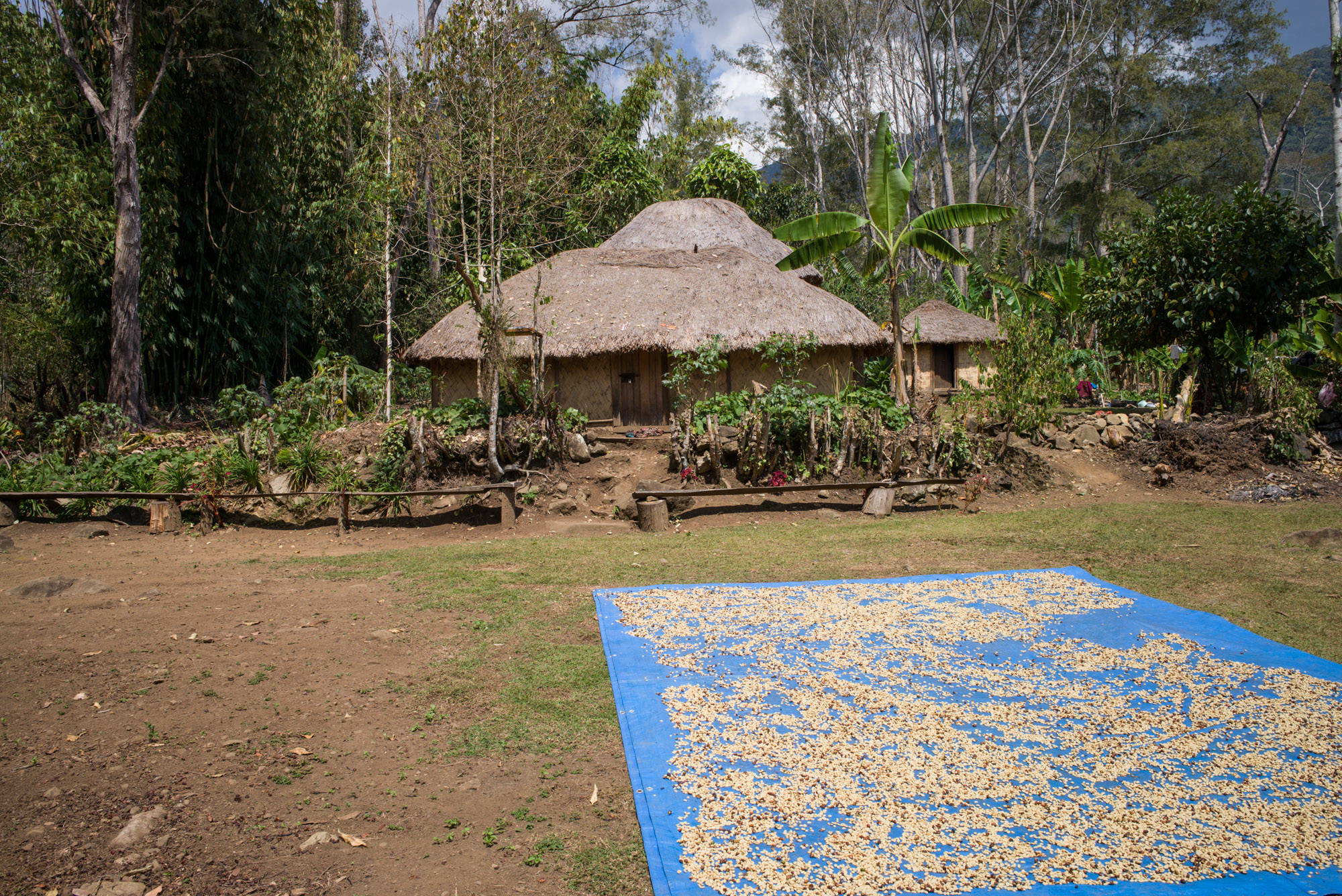 PNG Smallholder coffee drying