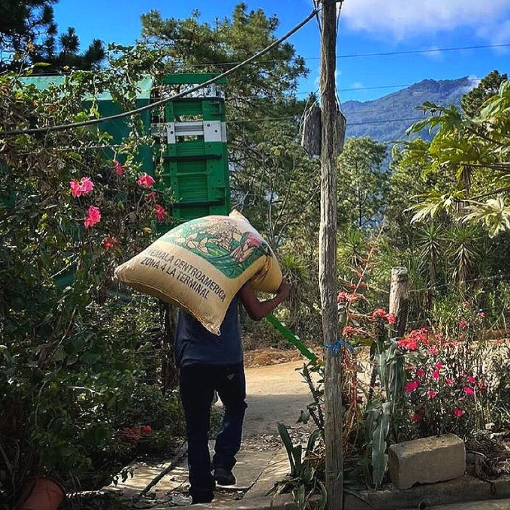 Carrying coffee cherry in Cubulco