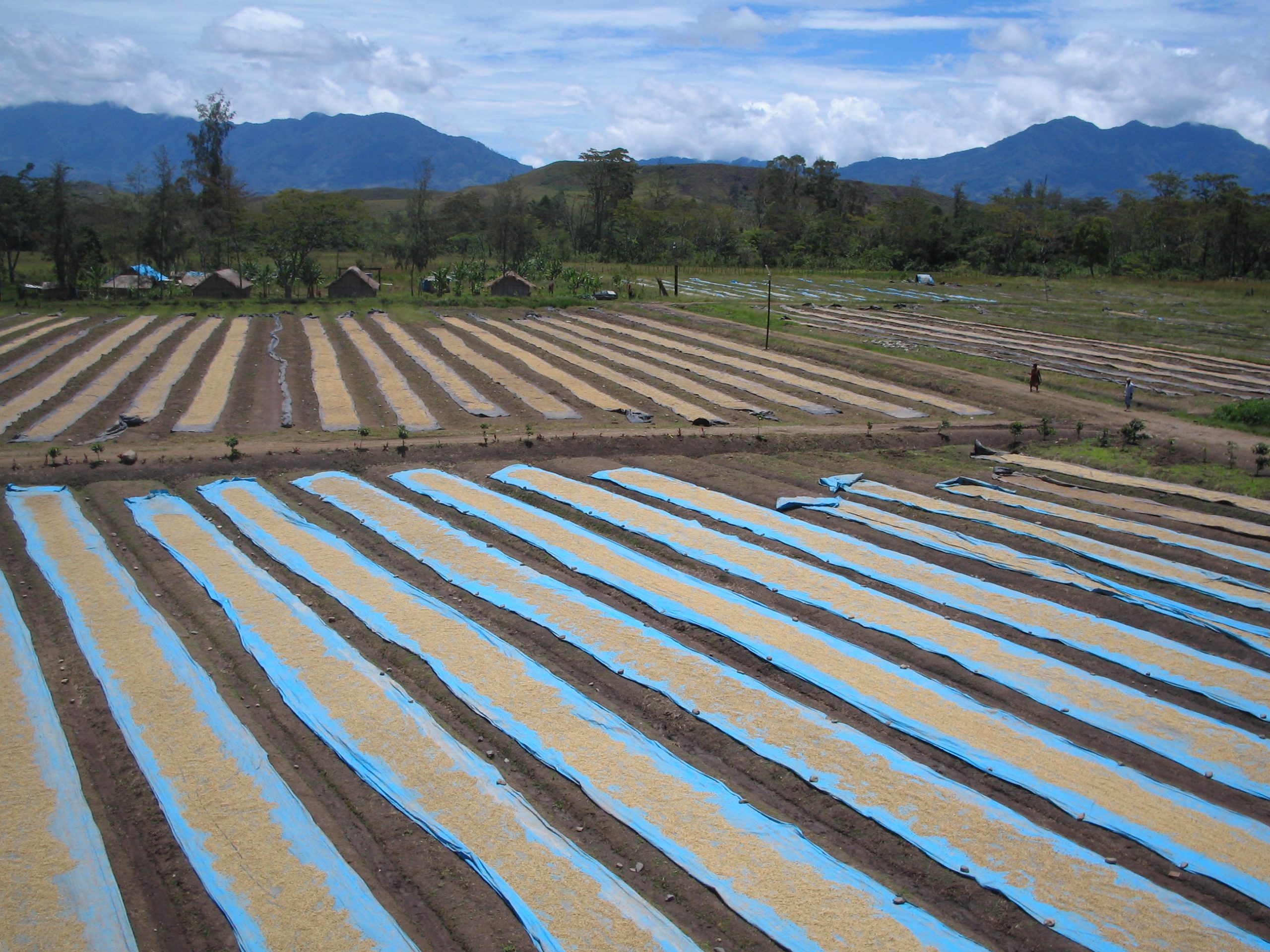 PNG Green coffee drying on beds