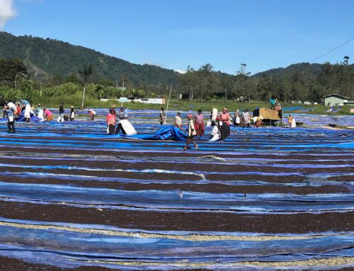 Papua New Guinea | Green Coffee Origin Report 2022