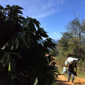 Carrying coffee in Cubulco