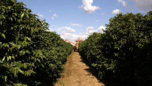 Brazil coffee harvest