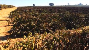 Brazil coffee fields frost damage