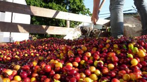 Costa Rica | Shoveling coffee cherry