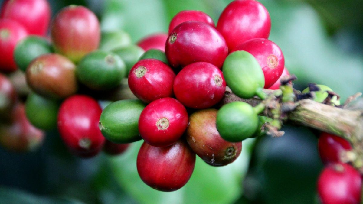 ROASTERS, ORIGINS, COFFEES – Genuine Origin Coffee