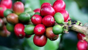 Nicaragua coffee cherry