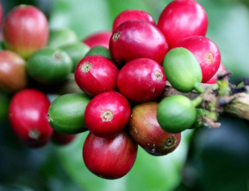 Nicaragua Green Coffee Origin Report 2022