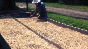 Nicaragua drying microlot coffees on raised beds