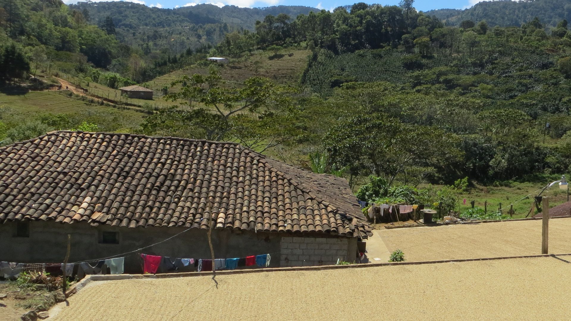 Nicaragua drying green coffee