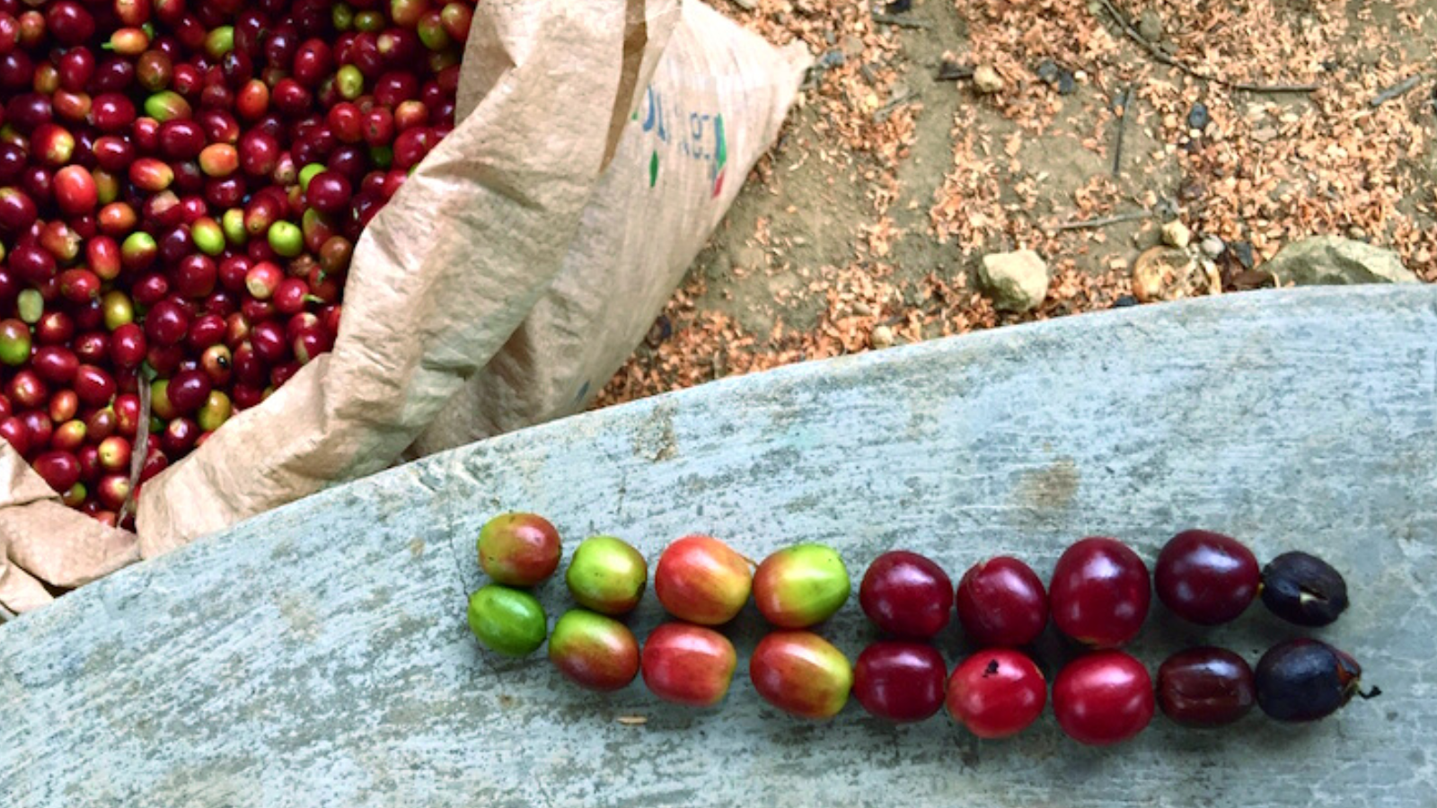 Coffee cherries at varying degrees of ripeness