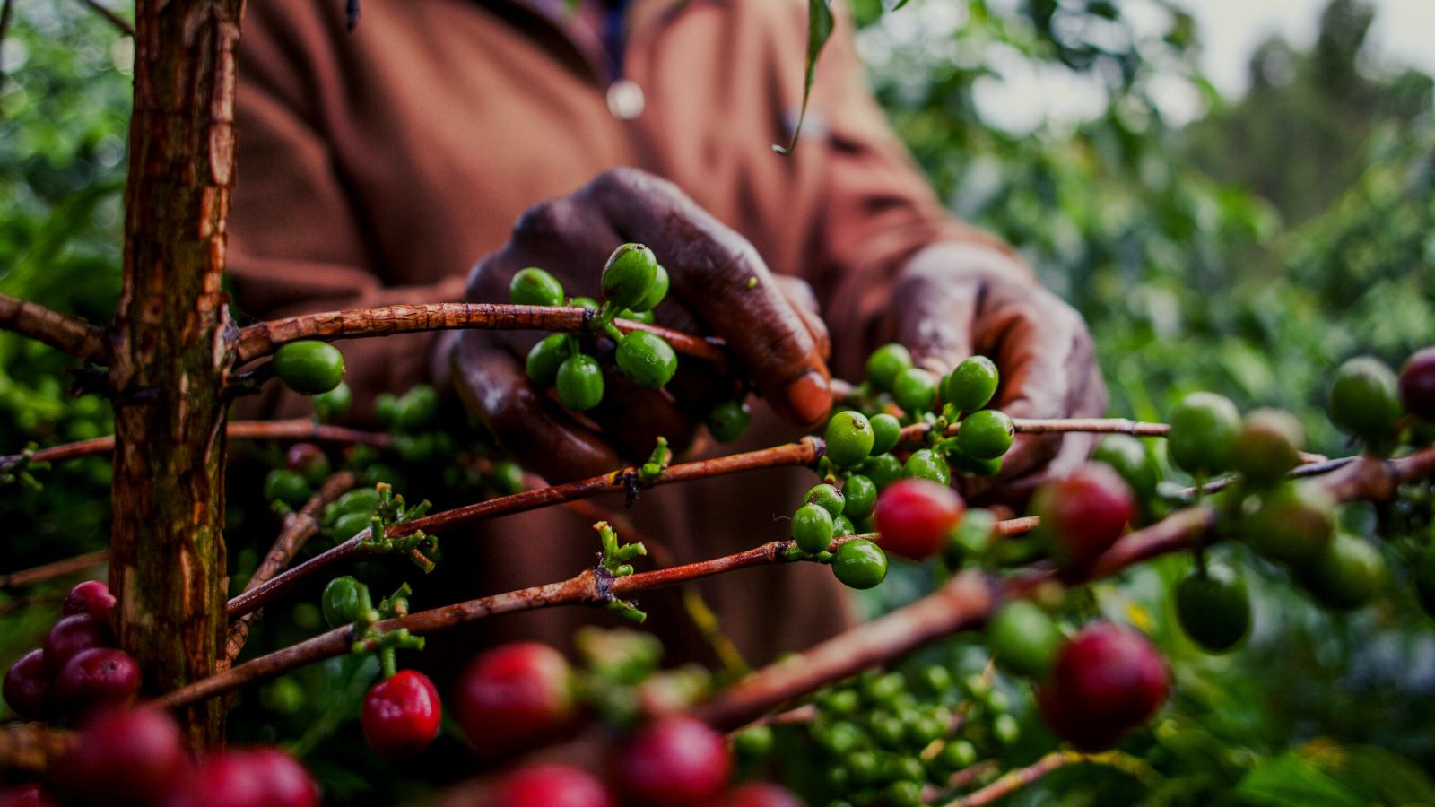 Picking arabica species of coffee 