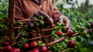 Picking arabica species of coffee