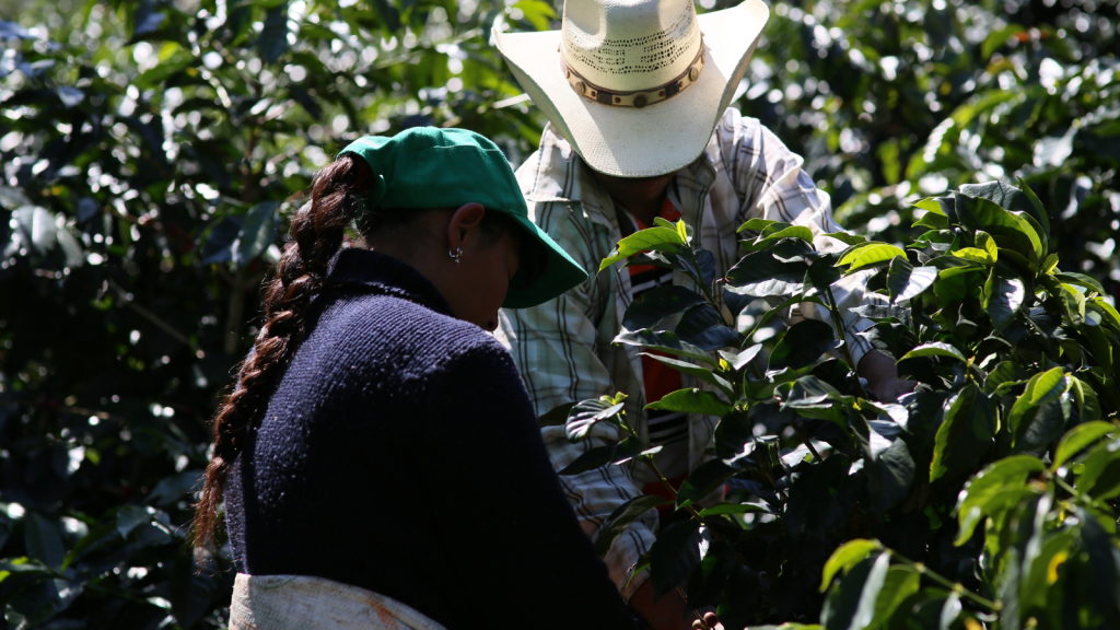 Picking coffee in Guatemala