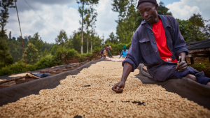 Sorting and drying coffee in Kenya