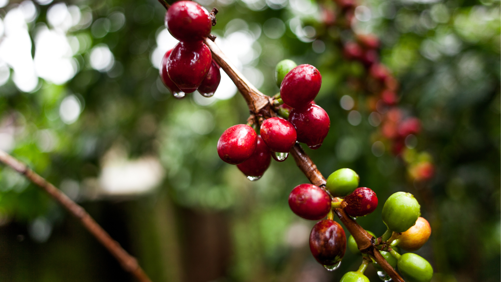 Ripe red coffee cherries in Uganda