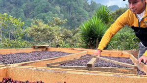 Guatemalan coffee producer with Natural Process coffee
