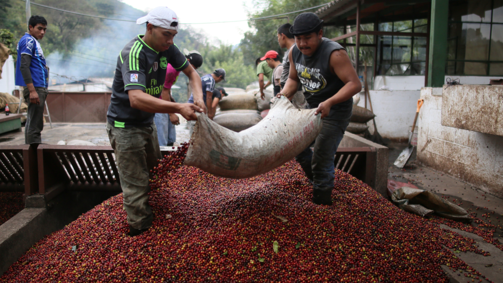Coffee cherries being delivered to Guatemala wet mill