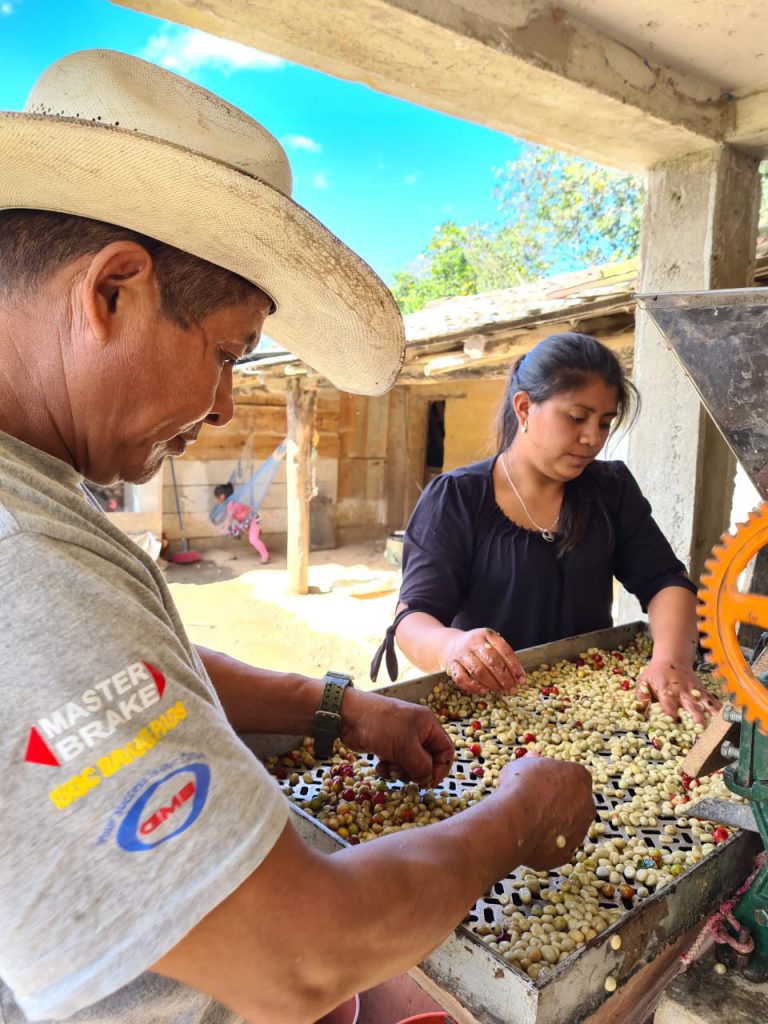 Producers in Cubulco sorting coffee