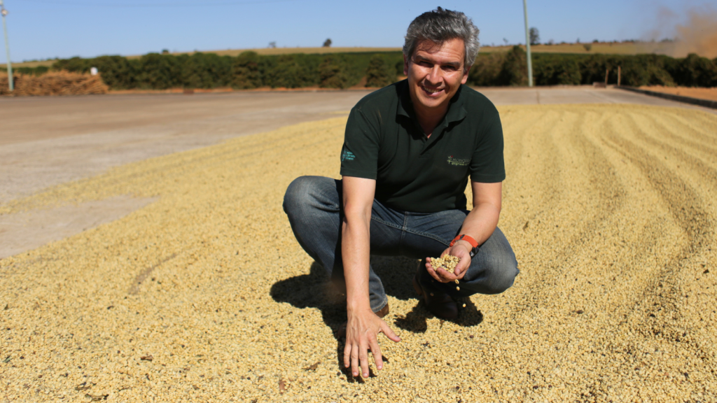 Green coffee drying on patios in Brazil