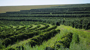 Brazilian Coffee fields in Minas Gerais
