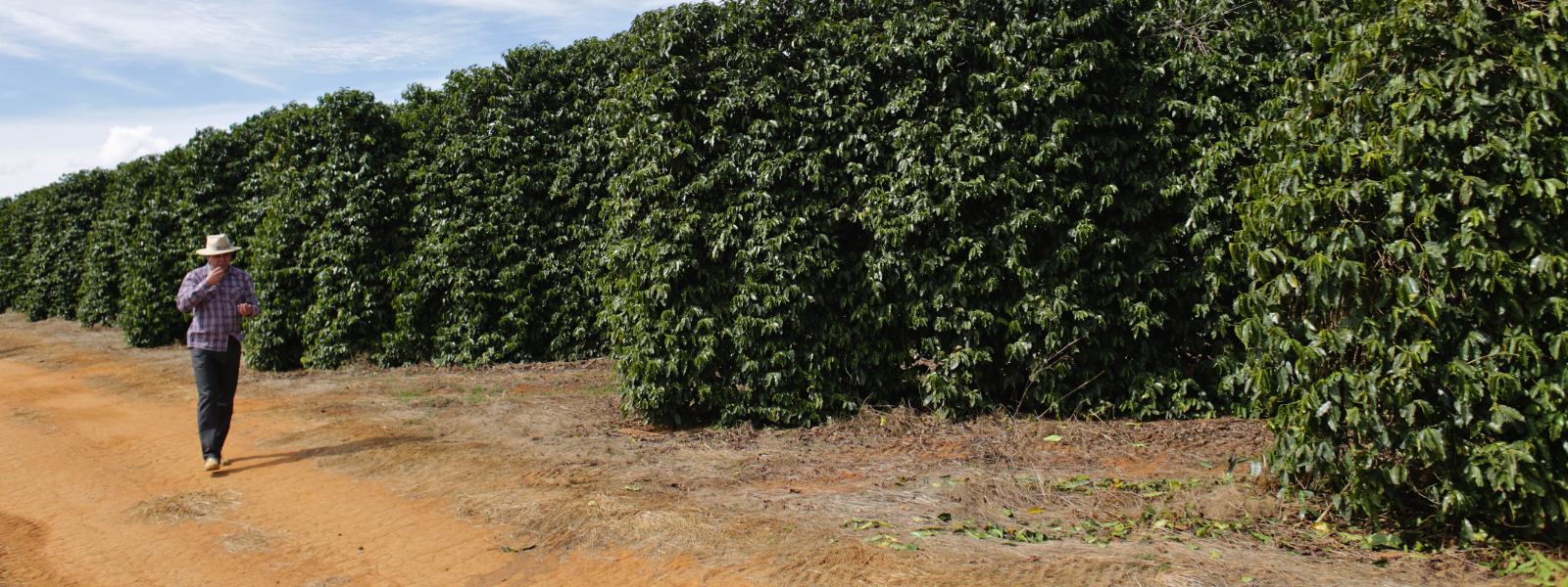 Robusta harvest advances in the main producer regions of Brazil