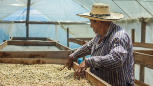 Colombian coffee farmer reviewing microlot green coffee beans in solar dryer